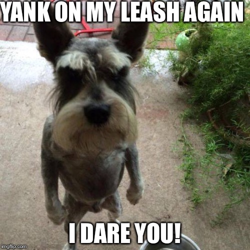 MAD DOG | YANK ON MY LEASH AGAIN; I DARE YOU! | image tagged in mad dog | made w/ Imgflip meme maker