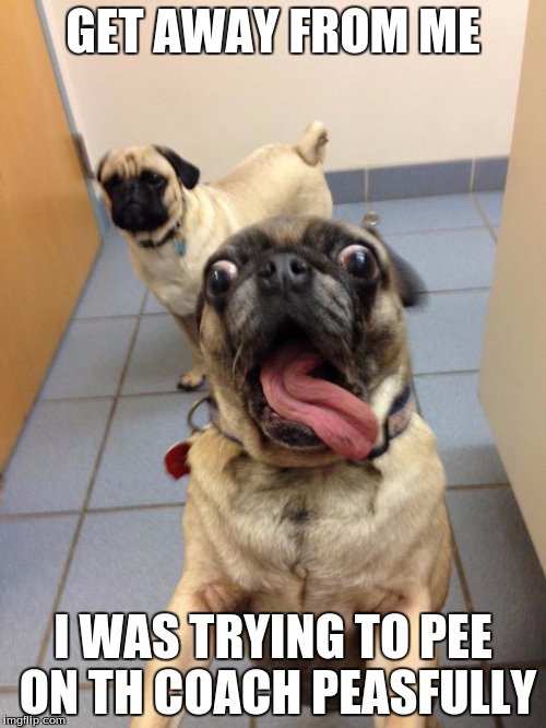 pug love | GET AWAY FROM ME; I WAS TRYING TO PEE ON TH COACH PEASFULLY | image tagged in pug love | made w/ Imgflip meme maker