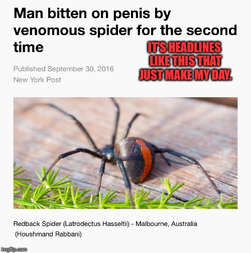 You'd think once would be enough! | IT'S HEADLINES LIKE THIS THAT JUST MAKE MY DAY. | image tagged in ouch,spider,spider toilet,penis | made w/ Imgflip meme maker