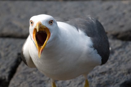 angry seagull Blank Meme Template