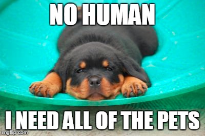 NO HUMAN; I NEED ALL OF THE PETS | image tagged in meme,dog | made w/ Imgflip meme maker