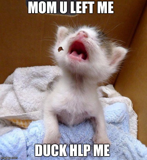 TinyKittens | MOM U LEFT ME; DUCK HLP ME | image tagged in tinykittens,scumbag | made w/ Imgflip meme maker