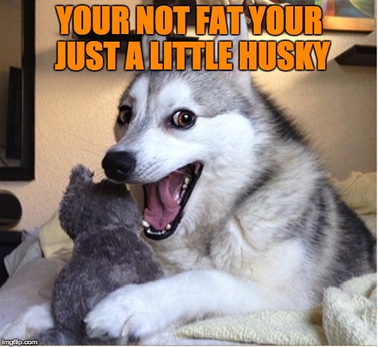 joking husky | YOUR NOT FAT YOUR JUST A LITTLE HUSKY | image tagged in joking husky | made w/ Imgflip meme maker