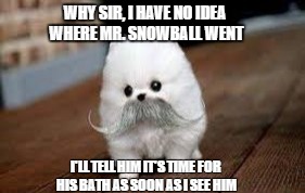 WHY SIR, I HAVE NO IDEA WHERE MR. SNOWBALL WENT; I'LL TELL HIM IT'S TIME FOR HIS BATH AS SOON AS I SEE HIM | image tagged in indognito | made w/ Imgflip meme maker