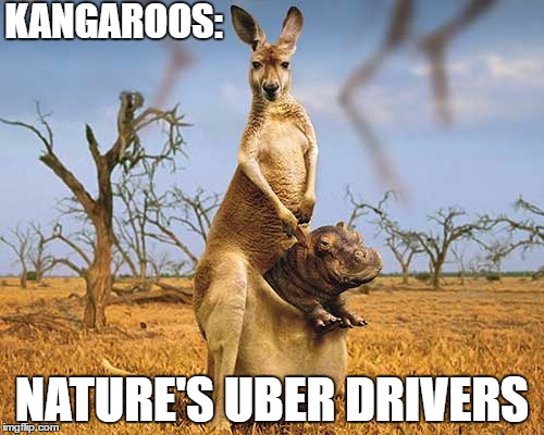 KANGAROOS:; NATURE'S UBER DRIVERS | image tagged in kangaruber | made w/ Imgflip meme maker