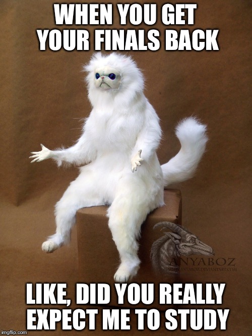 Persian Cat Room Guardian Single Meme | WHEN YOU GET YOUR FINALS BACK; LIKE, DID YOU REALLY EXPECT ME TO STUDY | image tagged in memes,persian cat room guardian single | made w/ Imgflip meme maker