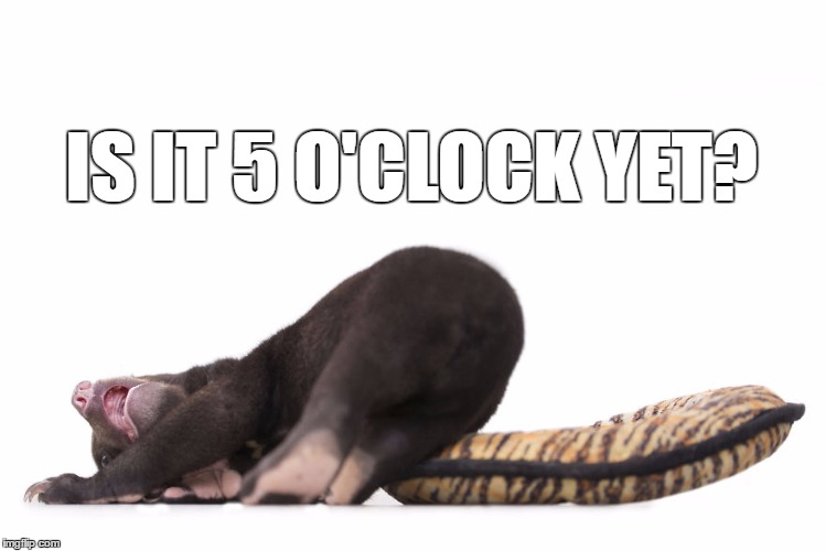 fed up bear | IS IT 5 O'CLOCK YET? | image tagged in fed up bear | made w/ Imgflip meme maker