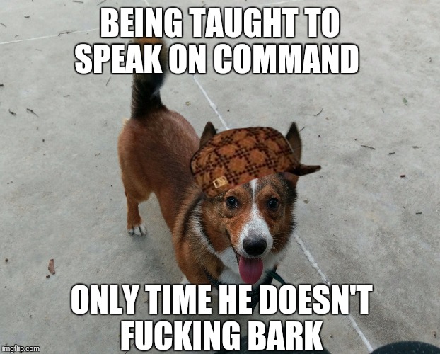 BEING TAUGHT TO SPEAK ON COMMAND; ONLY TIME HE DOESN'T FUCKING BARK | made w/ Imgflip meme maker