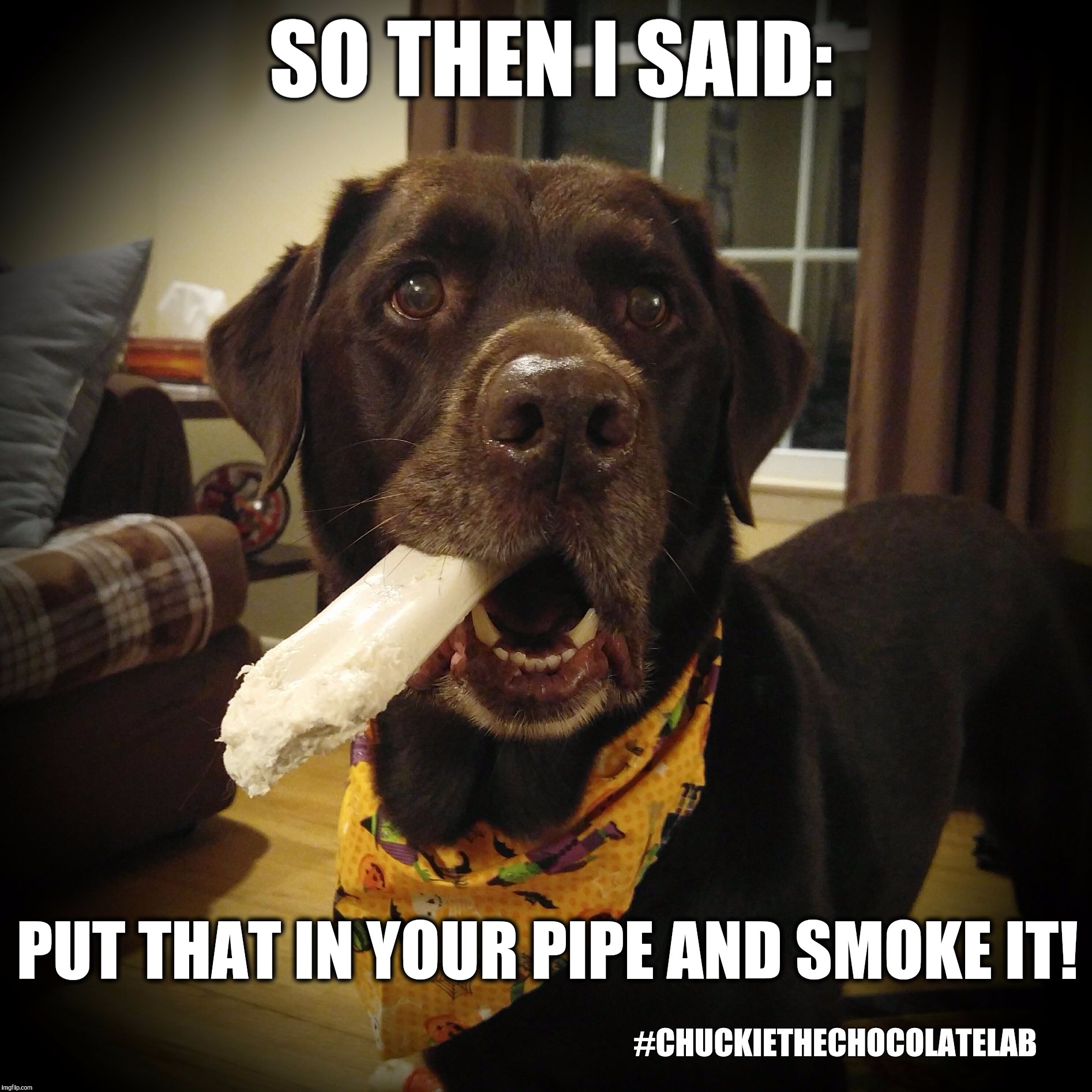 So then I said "Put that in your pipe and smoke it"  | SO THEN I SAID:; PUT THAT IN YOUR PIPE AND SMOKE IT! #CHUCKIETHECHOCOLATELAB | image tagged in chuckie the chocolate lab,put that in your pipe,funny,memes,dogs,labrador | made w/ Imgflip meme maker