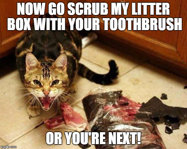I Hate Cats | NOW GO SCRUB MY LITTER BOX WITH YOUR TOOTHBRUSH; OR YOU'RE NEXT! | image tagged in i hate cats | made w/ Imgflip meme maker