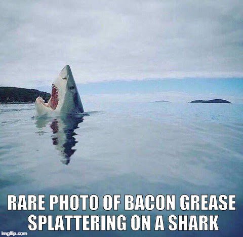 The Lego one was funnier, but bacon. | RARE PHOTO OF BACON GREASE SPLATTERING ON A SHARK | image tagged in shark_head_out_of_water,shark,bacon,iwanttobebacon | made w/ Imgflip meme maker