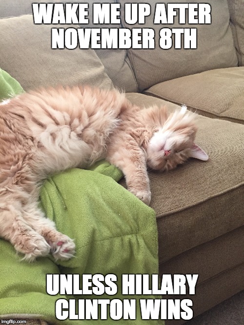 Sleeping Cat | WAKE ME UP AFTER NOVEMBER 8TH; UNLESS HILLARY CLINTON WINS | image tagged in cats,memes | made w/ Imgflip meme maker