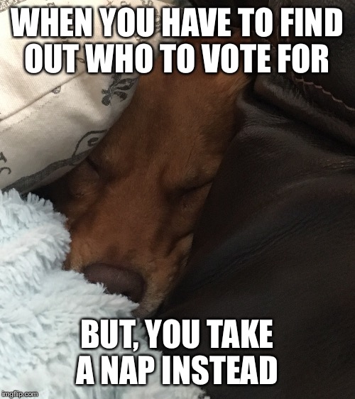 Dog voter  | WHEN YOU HAVE TO FIND OUT WHO TO VOTE FOR; BUT, YOU TAKE A NAP INSTEAD | image tagged in funny,memes,relatable,dogs,mtv | made w/ Imgflip meme maker
