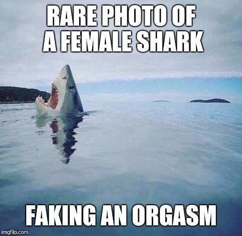 "That's the best I've ever had" she said... | RARE PHOTO OF A FEMALE SHARK; FAKING AN ORGASM | image tagged in shark_head_out_of_water | made w/ Imgflip meme maker
