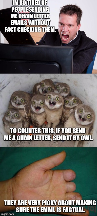 I hate getting political ones, especially | IM SO TIRED OF PEOPLE SENDING ME CHAIN LETTER EMAILS WITHOUT FACT CHECKING THEM. TO COUNTER THIS, IF YOU SEND ME A CHAIN LETTER, SEND IT BY OWL. THEY ARE VERY PICKY ABOUT MAKING SURE THE EMAIL IS FACTUAL. | image tagged in email,chain letters,owls,fact check | made w/ Imgflip meme maker