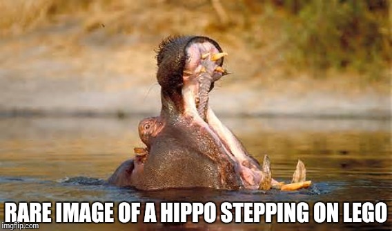 Hippo Vs. Lego | RARE IMAGE OF A HIPPO STEPPING ON LEGO | image tagged in lego,hippo,reposts | made w/ Imgflip meme maker