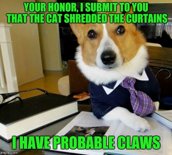 Lawyer Corgi Dog | YOUR HONOR, I SUBMIT TO YOU THAT THE CAT SHREDDED THE CURTAINS; I HAVE PROBABLE CLAWS | image tagged in lawyer corgi dog | made w/ Imgflip meme maker