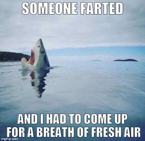 shark_head_out_of_water | SOMEONE FARTED; AND I HAD TO COME UP FOR A BREATH OF FRESH AIR | image tagged in shark_head_out_of_water,shark,fart,fresh air,breath,shart | made w/ Imgflip meme maker