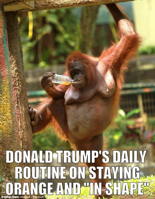 sexy orangutan |  DONALD TRUMP'S DAILY ROUTINE ON STAYING ORANGE AND "IN SHAPE" | image tagged in sexy orangutan,dumptrump,nevertrump,drumpf,donald trump,anti trump meme | made w/ Imgflip meme maker