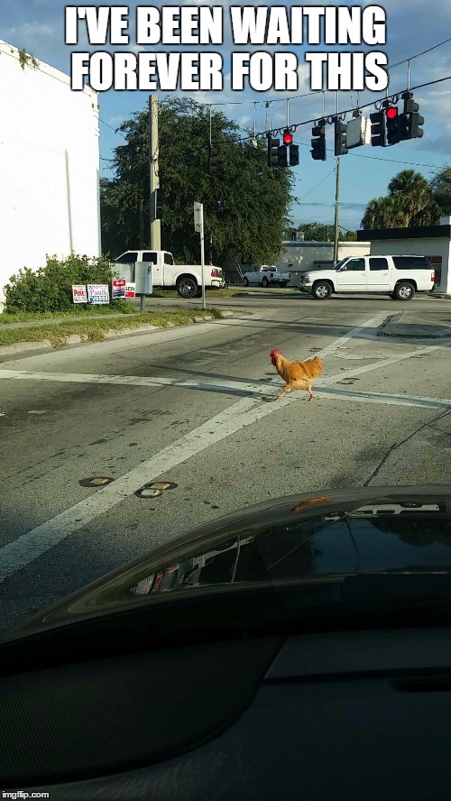 why did the chicken cross the road | I'VE BEEN WAITING FOREVER FOR THIS | image tagged in chicken,why did the chicken cross the road | made w/ Imgflip meme maker