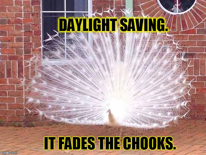 DAYLIGHT SAVING. IT FADES THE CHOOKS. | image tagged in daylight savings time | made w/ Imgflip meme maker