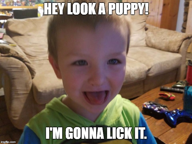 I'm gonna lick it | HEY LOOK A PUPPY! I'M GONNA LICK IT. | image tagged in i'm gonna lick it | made w/ Imgflip meme maker