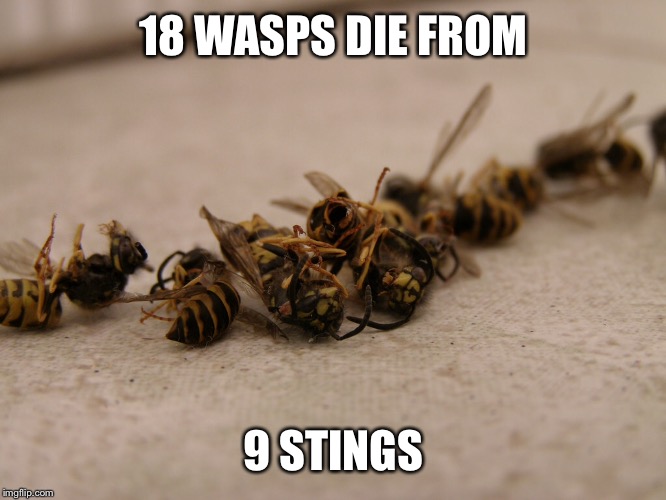 18 WASPS DIE FROM 9 STINGS | made w/ Imgflip meme maker