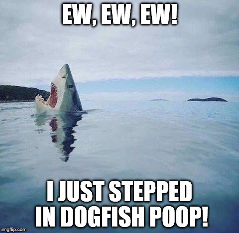 shark_head_out_of_water | EW, EW, EW! I JUST STEPPED IN DOGFISH POOP! | image tagged in shark_head_out_of_water | made w/ Imgflip meme maker