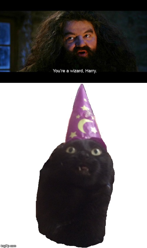image tagged in cats,wizard,harry potter,hagrid,hagrid yer a wizard,cute kittens | made w/ Imgflip meme maker