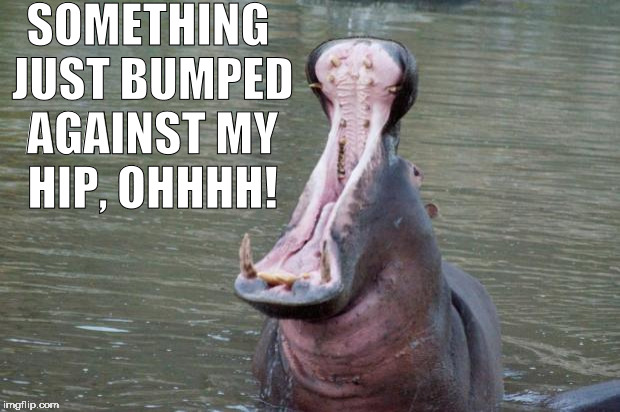 Hippo Mouth Open | SOMETHING JUST BUMPED AGAINST MY HIP, OHHHH! | image tagged in hippo mouth open,hippo,hippopotamus,big mouth,donald trump the clown,i want a hippopotamus | made w/ Imgflip meme maker