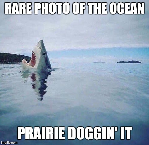 shark_head_out_of_water | RARE PHOTO OF THE OCEAN; PRAIRIE DOGGIN' IT | image tagged in shark_head_out_of_water | made w/ Imgflip meme maker