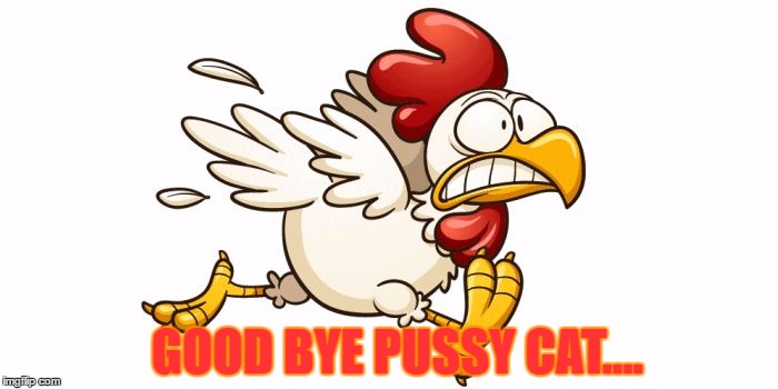 GOOD BYE PUSSY CAT.... | made w/ Imgflip meme maker