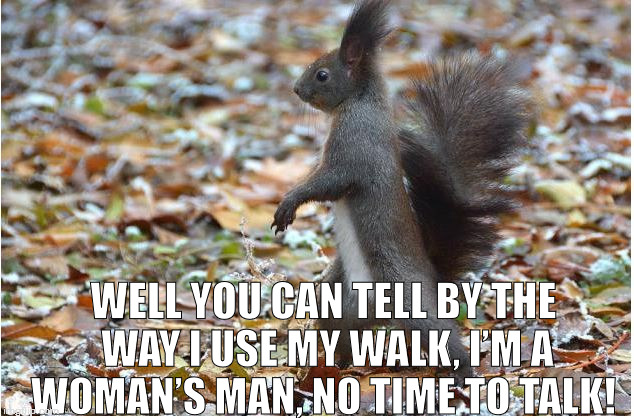 walking squirrel | WELL YOU CAN TELL BY THE WAY I USE MY WALK, I’M A WOMAN’S MAN, NO TIME TO TALK! | image tagged in squirrel walking womens man | made w/ Imgflip meme maker