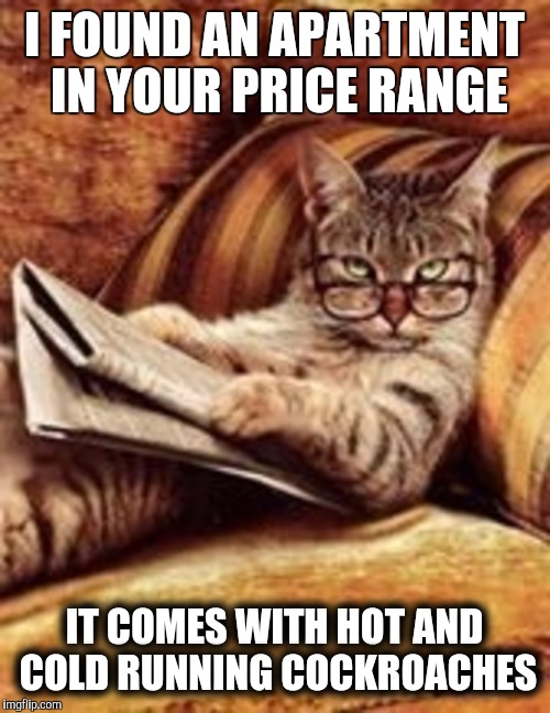 When you finally leave home and are looking for your first place. | I FOUND AN APARTMENT IN YOUR PRICE RANGE; IT COMES WITH HOT AND COLD RUNNING COCKROACHES | image tagged in newspaper cat,apartment,first home,moving out | made w/ Imgflip meme maker