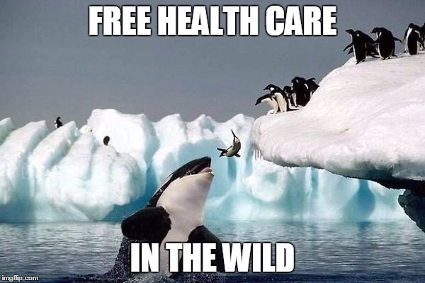Killer whale | FREE HEALTH CARE; IN THE WILD | image tagged in killer whale | made w/ Imgflip meme maker