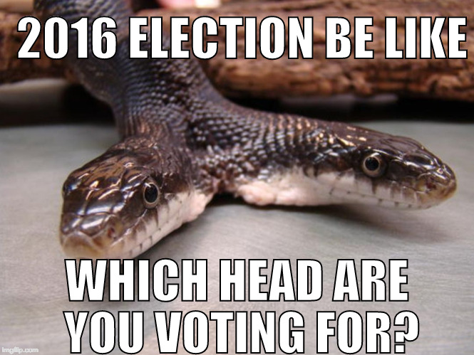 "Well, what do you expect? I'm snake." | 2016 ELECTION BE LIKE; WHICH HEAD ARE YOU VOTING FOR? | image tagged in two headed snake,election 2016,hillary clinton,bernie sanders,gary johnson,donald trump | made w/ Imgflip meme maker