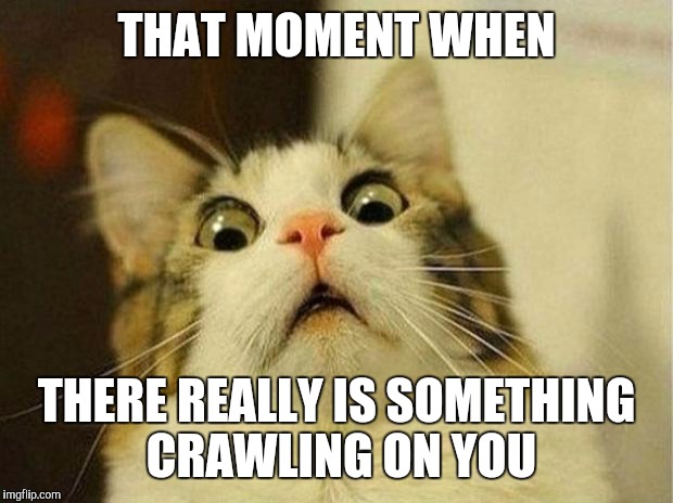 Scared Cat Meme | THAT MOMENT WHEN; THERE REALLY IS SOMETHING CRAWLING ON YOU | image tagged in memes,scared cat | made w/ Imgflip meme maker