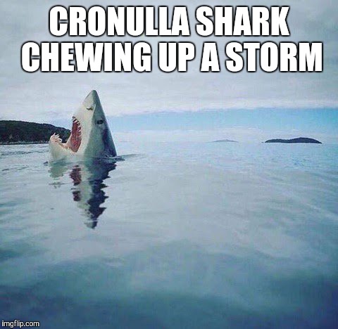 shark_head_out_of_water | CRONULLA SHARK CHEWING UP A STORM | image tagged in shark_head_out_of_water | made w/ Imgflip meme maker