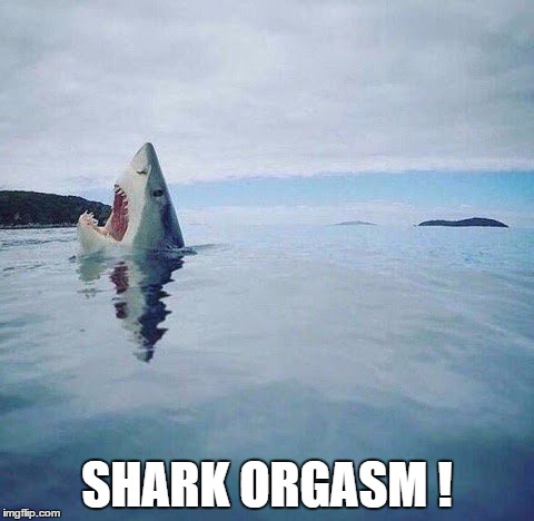 shark_head_out_of_water | SHARK ORGASM ! | image tagged in shark_head_out_of_water | made w/ Imgflip meme maker