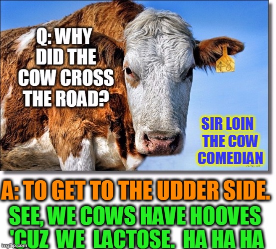 Sir Loin, the Cow Comedian | SIR LOIN  THE COW  COMEDIAN; A: TO GET TO THE UDDER SIDE. SEE, WE COWS HAVE HOOVES 'CUZ  WE  LACTOSE.  HA HA HA | image tagged in bad pun cow,cow memes,vince vance,why did the chicken cross the road,lactose | made w/ Imgflip meme maker