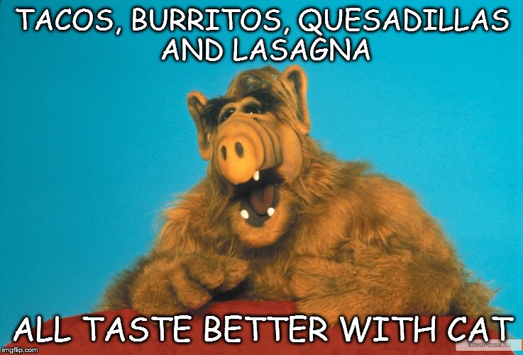 cat | TACOS, BURRITOS, QUESADILLAS AND LASAGNA; ALL TASTE BETTER WITH CAT | image tagged in cat | made w/ Imgflip meme maker