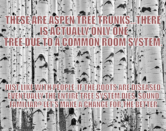 Go Love Now www.golovenow.com | THESE ARE ASPEN TREE TRUNKS...THERE IS ACTUALLY ONLY ONE TREE DUE TO A COMMON ROOM SYSTEM. JUST LIKE WITH PEOPLE, IF THE ROOTS ARE DISEASED EVENTUALLY THE ENTIRE TREE SYSTEM DIES.
SOUND FAMILIAR? LET'S MAKE A CHANGE FOR THE BETTER | image tagged in go love now,scott goyette,love,humanity,happiness | made w/ Imgflip meme maker