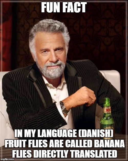 The Most Interesting Man In The World Meme | FUN FACT IN MY LANGUAGE (DANISH) FRUIT FLIES ARE CALLED BANANA FLIES DIRECTLY TRANSLATED | image tagged in memes,the most interesting man in the world | made w/ Imgflip meme maker