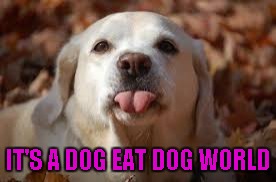 IT'S A DOG EAT DOG WORLD | made w/ Imgflip meme maker