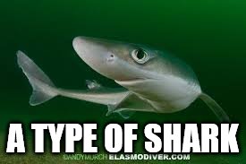 A TYPE OF SHARK | made w/ Imgflip meme maker