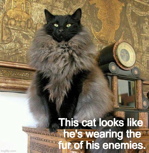 Don't Mess With Me I Will End You! | This cat looks like he's wearing the fur of his enemies. | image tagged in cats,evil cat | made w/ Imgflip meme maker