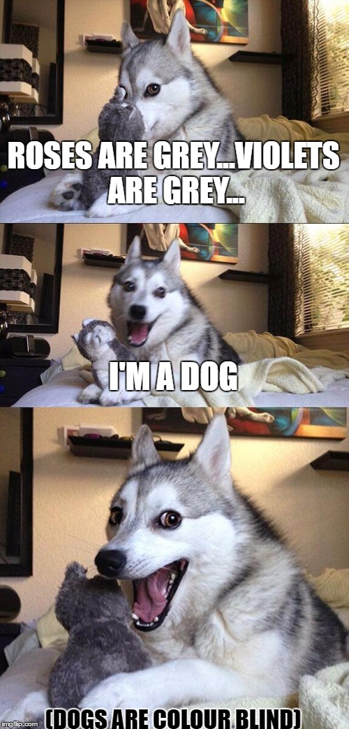 Bad Pun Dog Meme | ROSES ARE GREY...VIOLETS ARE GREY... I'M A DOG; (DOGS ARE COLOUR BLIND) | image tagged in memes,bad pun dog | made w/ Imgflip meme maker