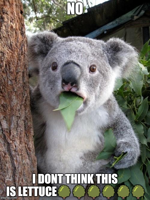 Surprised Koala Meme | NO; I DONT THINK THIS IS LETTUCE🌳🌳🌳🌳🌳🌳 | image tagged in memes,surprised koala | made w/ Imgflip meme maker