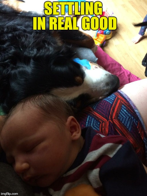 Sorry for the late replies but I will get to them :) |  SETTLING IN REAL GOOD | image tagged in new born,baby,thank you everyone,love,meme,baby boy | made w/ Imgflip meme maker