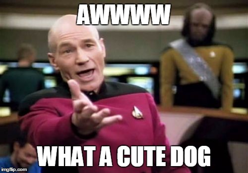 Picard Wtf Meme | AWWWW WHAT A CUTE DOG | image tagged in memes,picard wtf | made w/ Imgflip meme maker